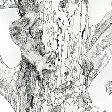 Load image into Gallery viewer, Hello My Friend original pen and ink drawing detail of squirrel by Pat Cross.

