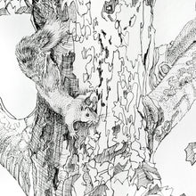 Load image into Gallery viewer, Hello My Friend original pen and ink drawing detail of squirrel by Pat Cross.