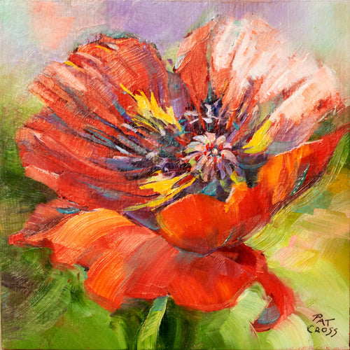 Original oil painting titled Scarlet Red Poppy by Pat Cross