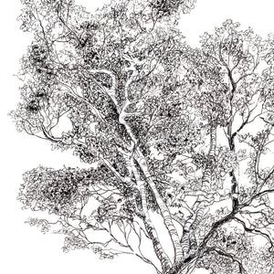 Picnic Under the Sycamore pen and ink drawing detail of tree by Pat Cross.