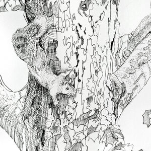 Hello My Friend original pen and ink drawing detail of squirrel by Pat Cross.